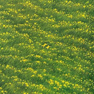 通往春天不需要门票