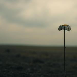 บ่เหลือใจ