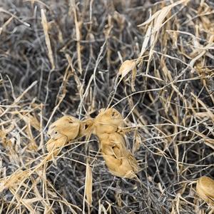 Apple N R Goose Child Coleon