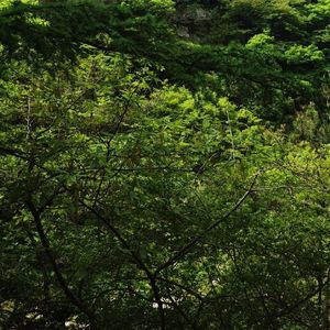 星河湾路的爱情 伴奏