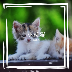 小花猫