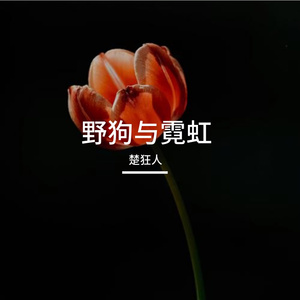 野狗与霓虹