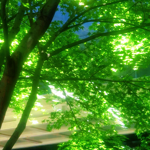 夏 日 回 响 (Midsummer Reprise)