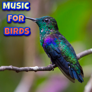 Birdie Music