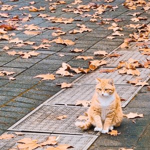 你从未离去（吉他女声片段cover）