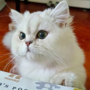 Strictlyviolin荀博-玫瑰少年 （源泽 remix）