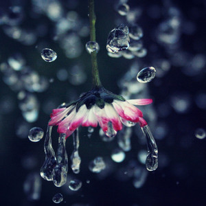 Starry Showers of Sleep