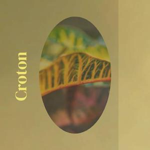 Croton