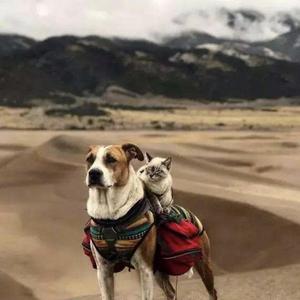 张赫宣-亲爱的姑娘别离开我（李教授 remix）