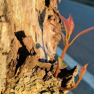 林野晨昏曲