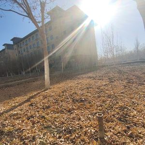 风知道你在 我就不还算孤单