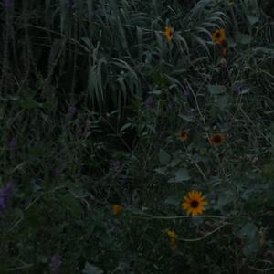 intertwined (feat. N8N)