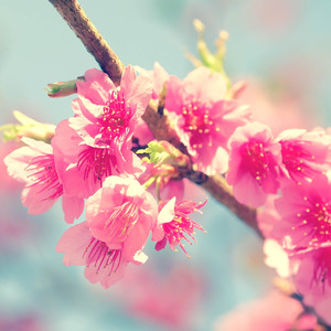 木漏れ日の記憶