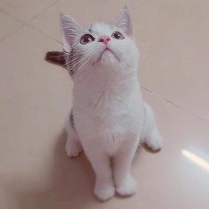 （Cover：　つじあやの）