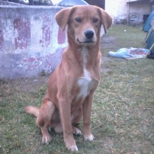 Los Motivos de Gerardo