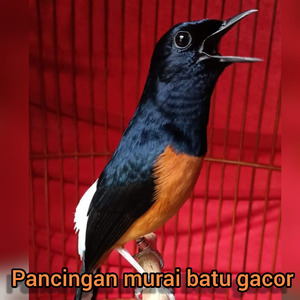 Pancingan Kacer Dijamin Langsung Nyaut Dan Gacor (Live)