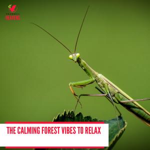 Cheerful Night Desert Aura