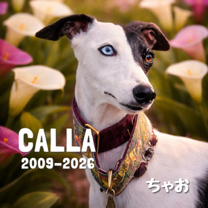 CALLA (2009-2026)