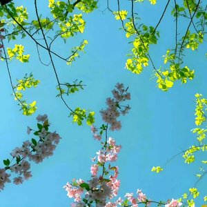 夏至错过的告白