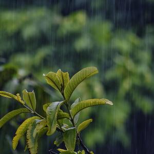 Beautiful Rain In The Garden