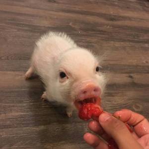 喜欢你的一百种表达方式.LIVE