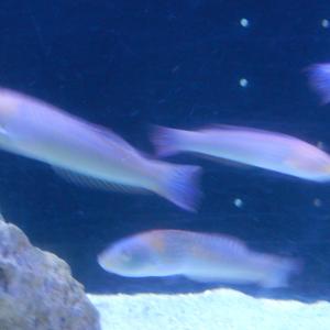 Sueño en la Arboleda