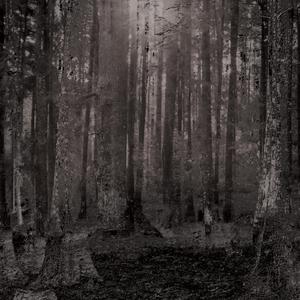 Bosque