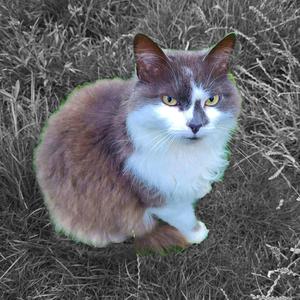 Piano Demo PSR - F51