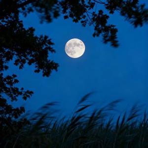 风月 (隔壁老舅 Remix)