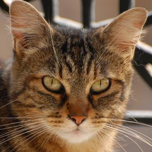 J'Accuse! (feat. Ursula Gerstbach & Dirk van der Merwe)