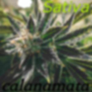 Sativa