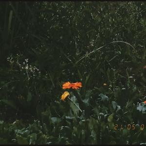 《年年》翻自宋胖子