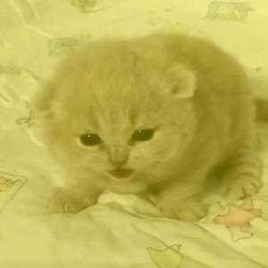 Parent Issues (Best Part Looped + Sped Up)