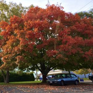 Darkside (feat. TripSevv, Sadlxne, Busby999 & LilWvvn)