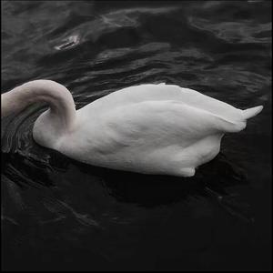 不重复的生存法则