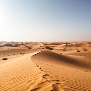 The Silent Oasis
