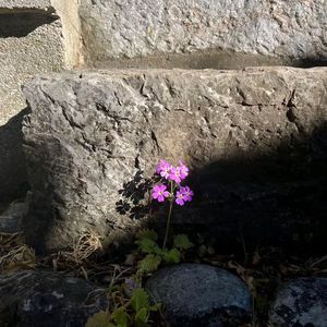 野草