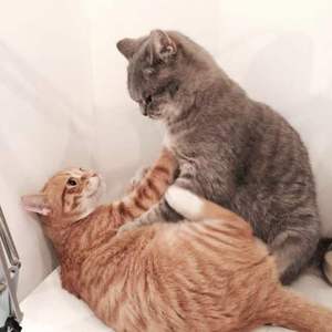 2.25 你的孤独认出我的孤独