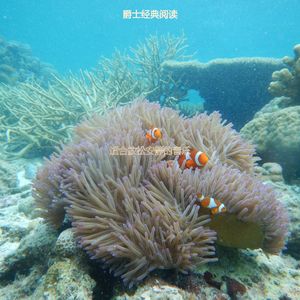 适合静止浪漫的音乐