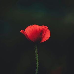 那年17以为真爱无敌