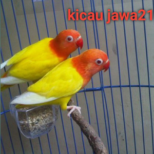 Lovebrid Ngekek Ngerol Terus Sampai Subuh