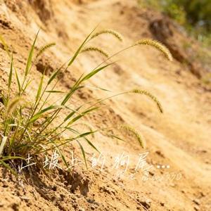 土坡上的狗尾巴草 (Cover 卢润泽)