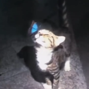 草稿1