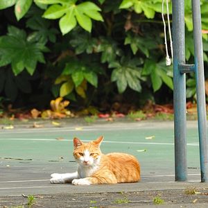 猫 〜THE FIRST TAKE ver.〜