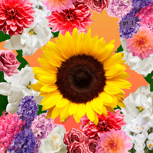 helianthus