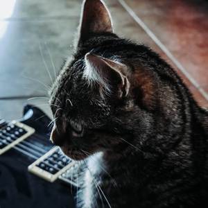 Cat Metal