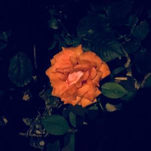 浪漫主义梦话集（Prod by 開膛手嘤嘤嘤）