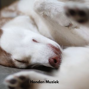 Honden Sereniteit Suite