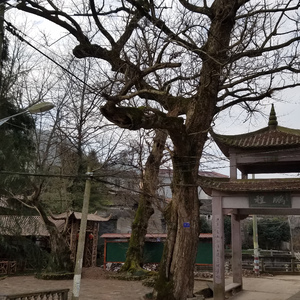 你是我的根(天台县三州乡牌门村歌)