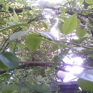 我还是那只千年狐